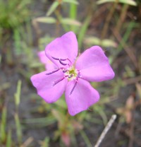 False Meadowbeauty