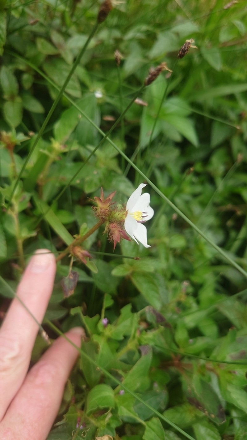 False Meadowbeauty photo 2
