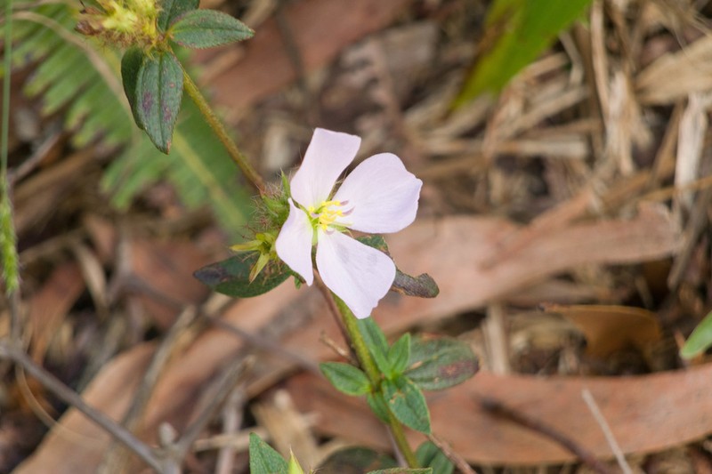 False Meadowbeauty photo 3