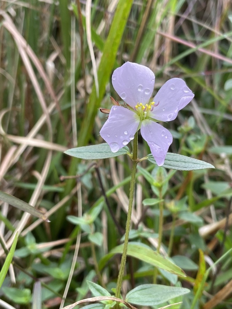 False Meadowbeauty photo 4