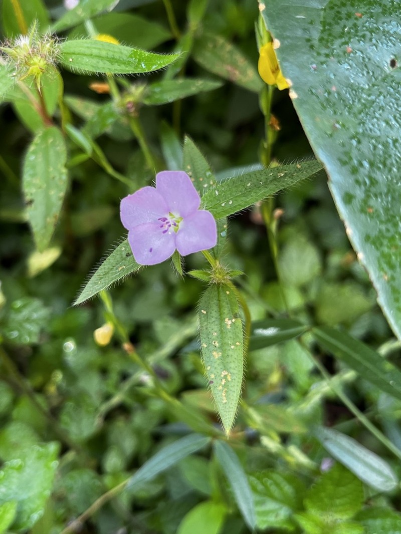 False Meadowbeauty photo 5