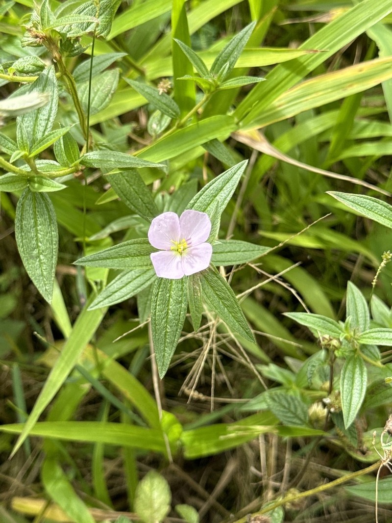 False Meadowbeauty photo 6