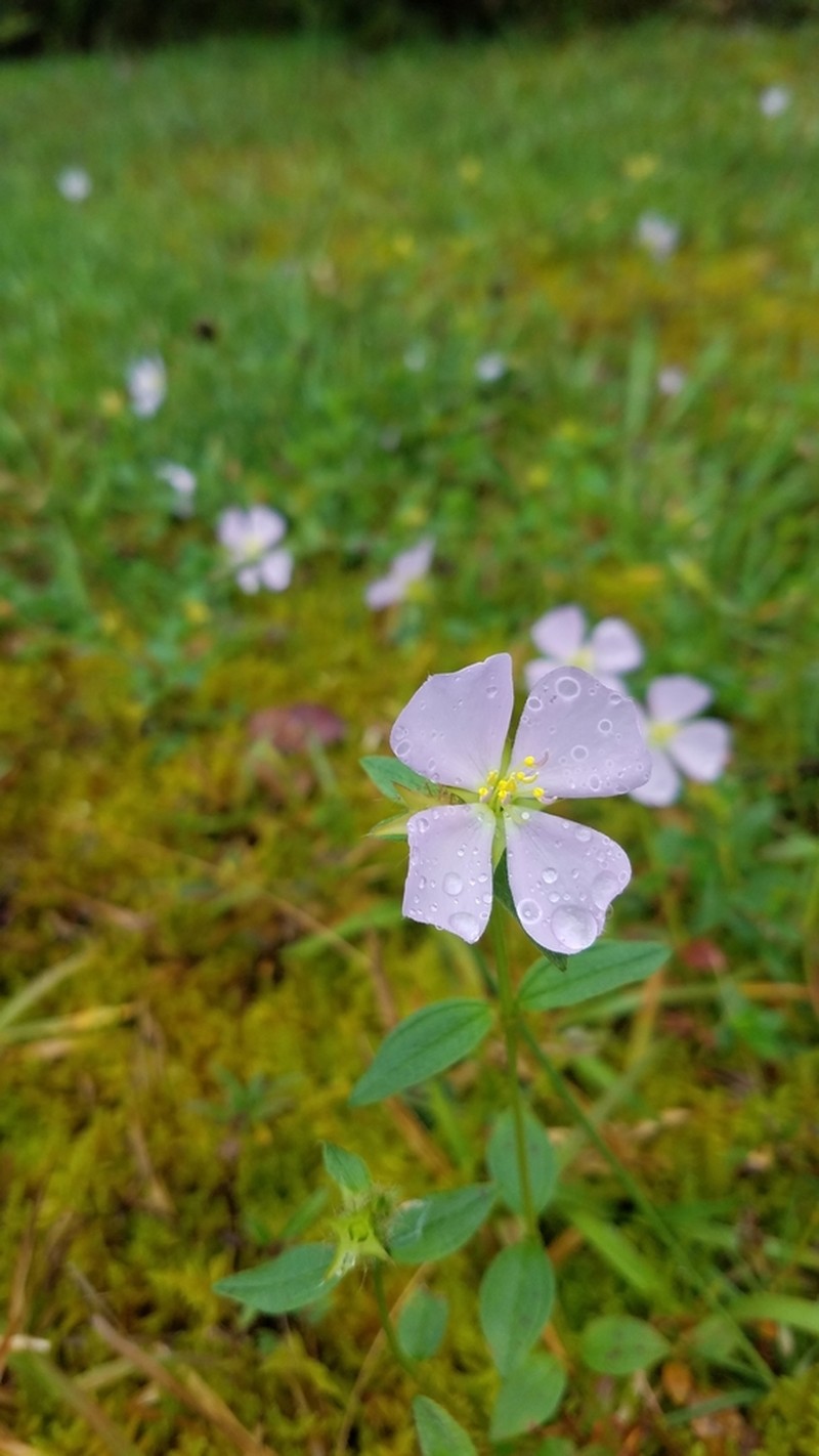 False Meadowbeauty photo 7