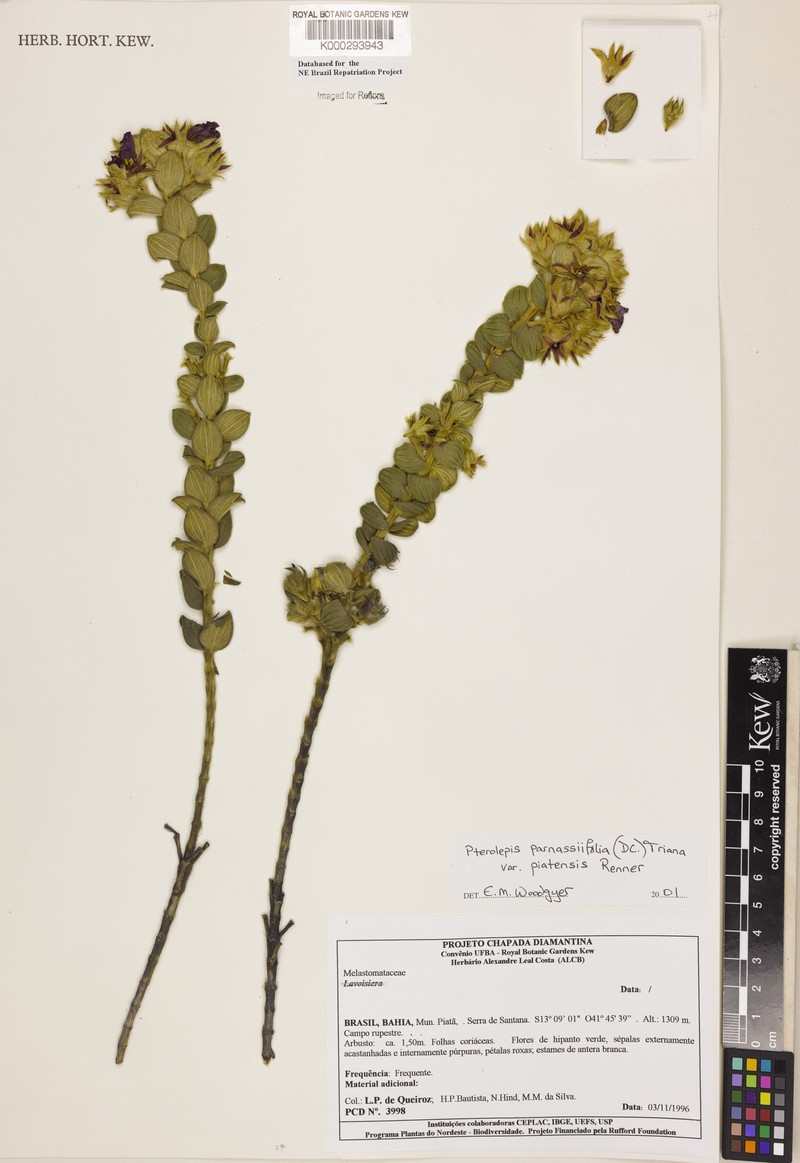 Pterolepis piatensis photo 2