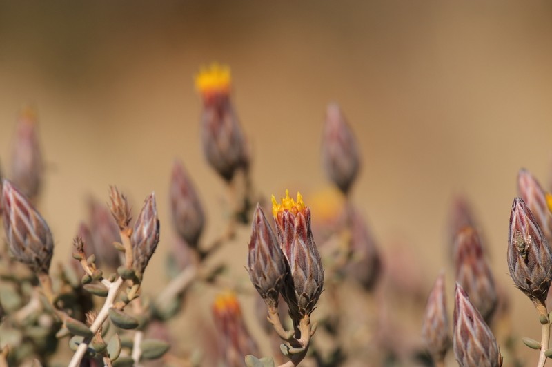 Pteronia acuminata photo 2