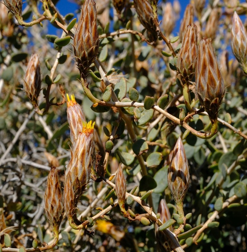 Pteronia acuminata photo 3