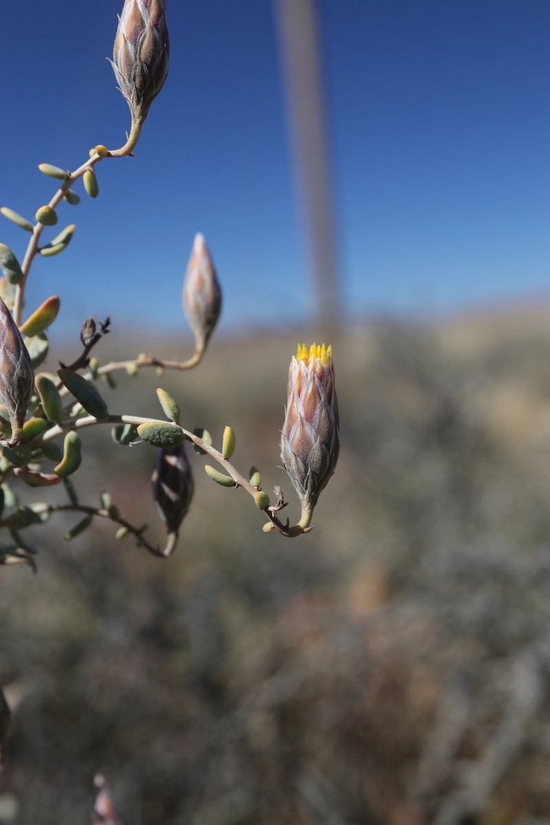 Pteronia acuminata photo 6