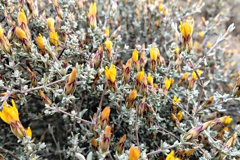 Pteronia acuminata photo 7