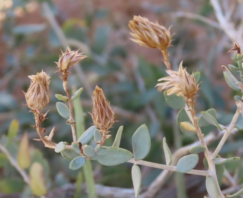 Pteronia acuminata photo 8