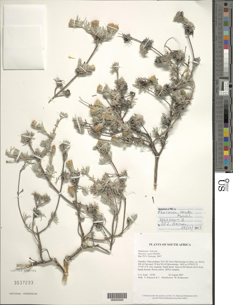 Pteronia acuta photo 3