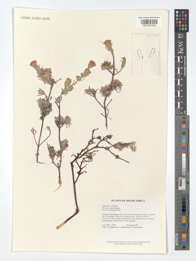 Pteronia acuta photo 4
