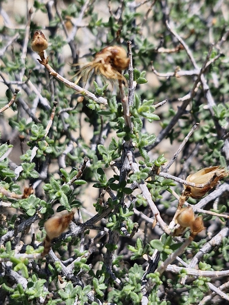 Pteronia adenocarpa