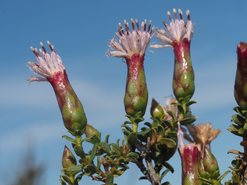 Pteronia adenocarpa photo 2