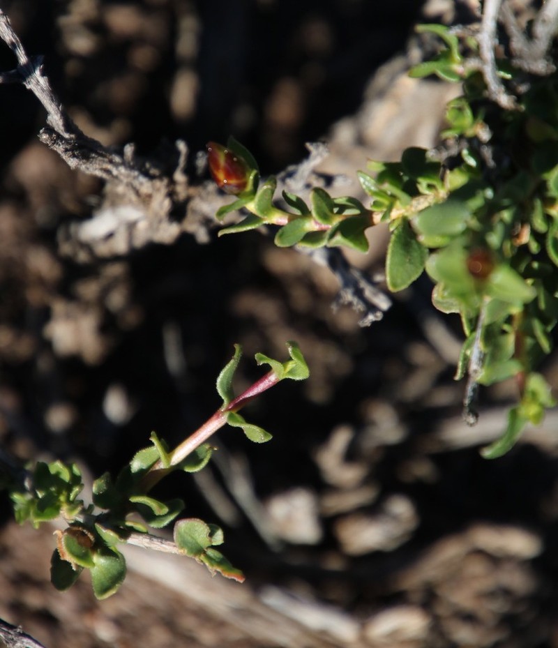 Pteronia adenocarpa photo 3