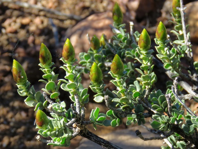Pteronia adenocarpa photo 4