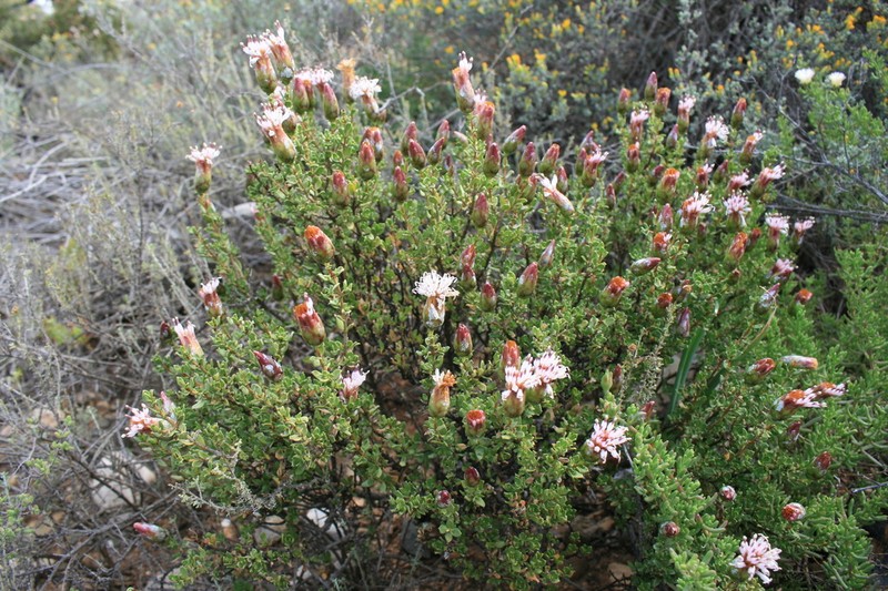 Pteronia adenocarpa photo 5