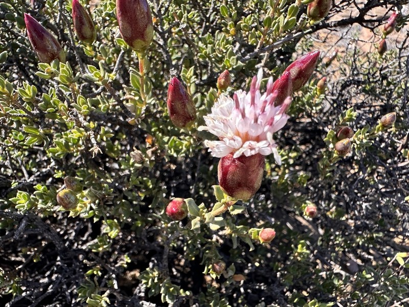 Pteronia adenocarpa photo 6