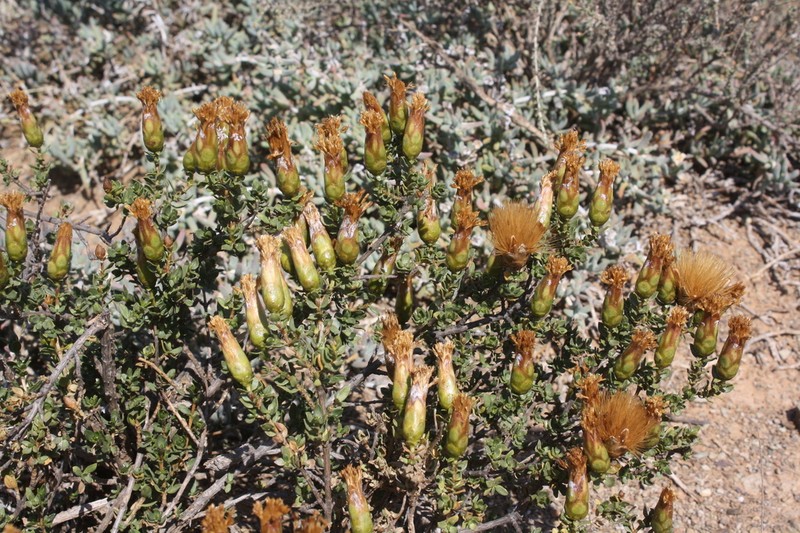 Pteronia adenocarpa photo 8
