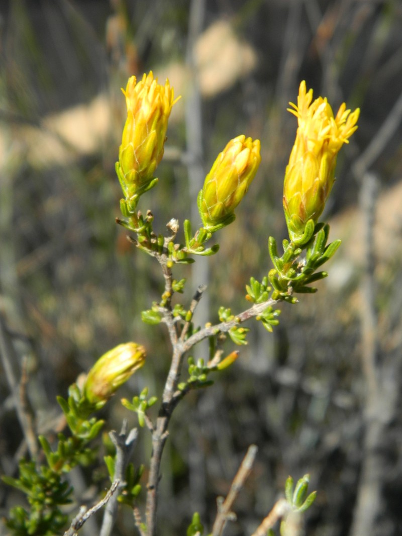 Pteronia ambrariifolia