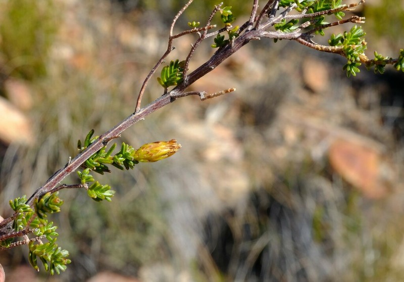 Pteronia ambrariifolia photo 2