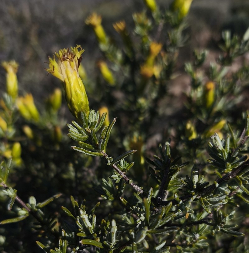 Pteronia ambrariifolia photo 3