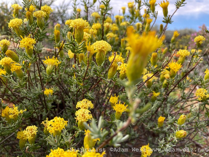 Pteronia ambrariifolia photo 4