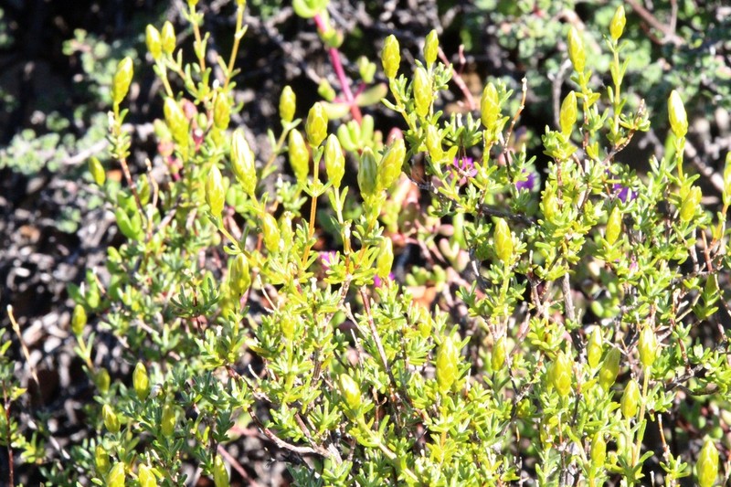 Pteronia ambrariifolia photo 5