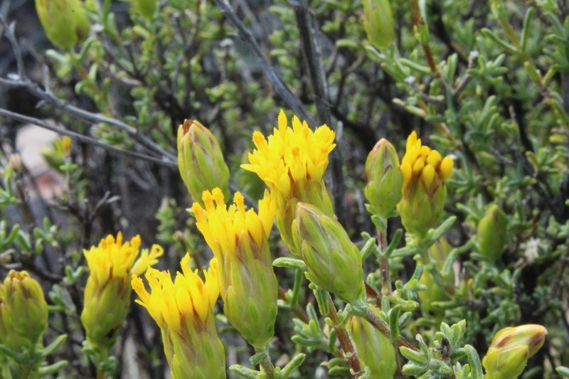 Pteronia ambrariifolia photo 6