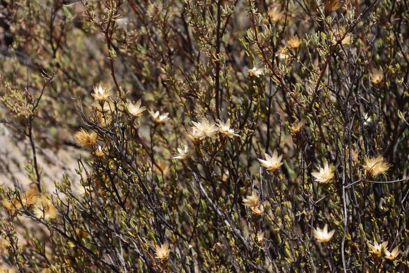 Pteronia ambrariifolia photo 7