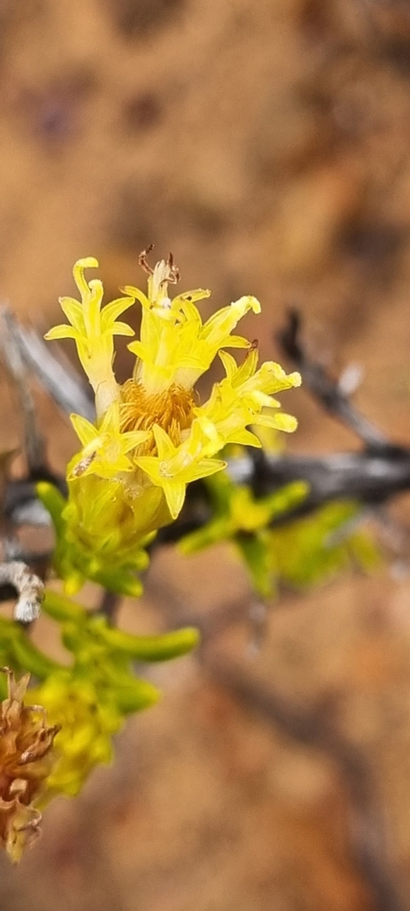 Pteronia ambrariifolia photo 8