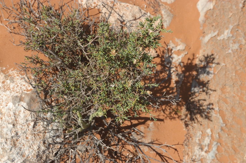Pteronia anisata