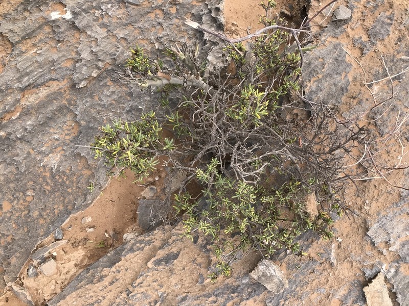 Pteronia anisata photo 3