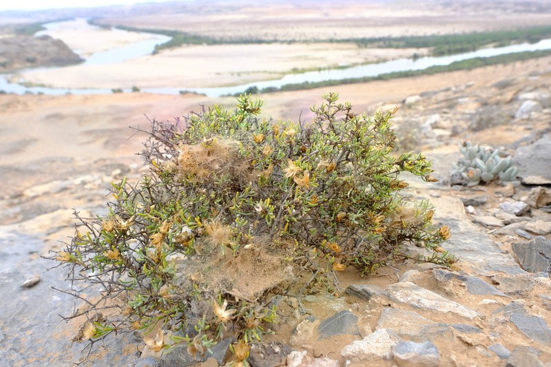 Pteronia anisata photo 5