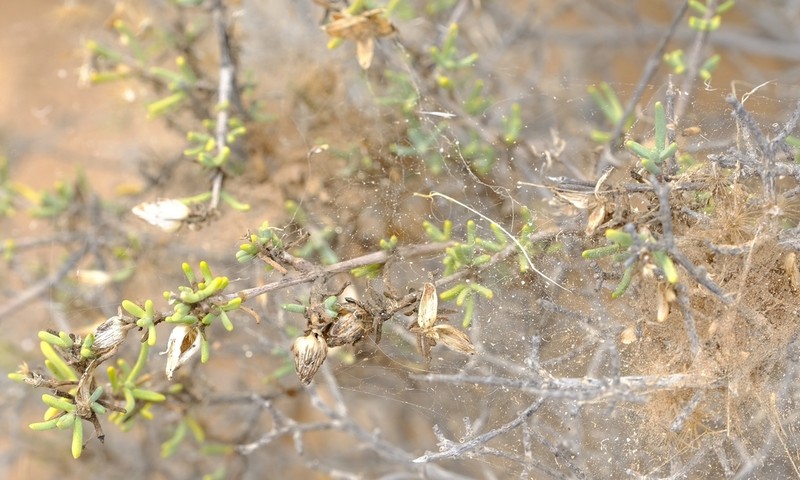 Pteronia anisata photo 6
