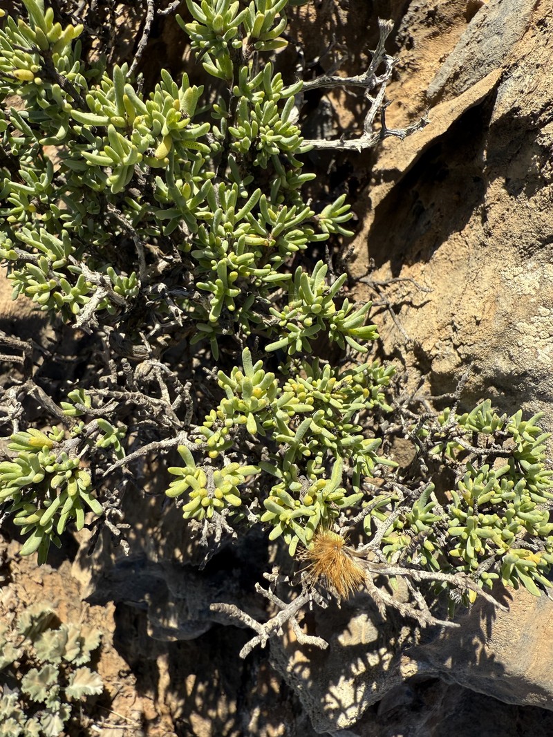 Pteronia anisata photo 7