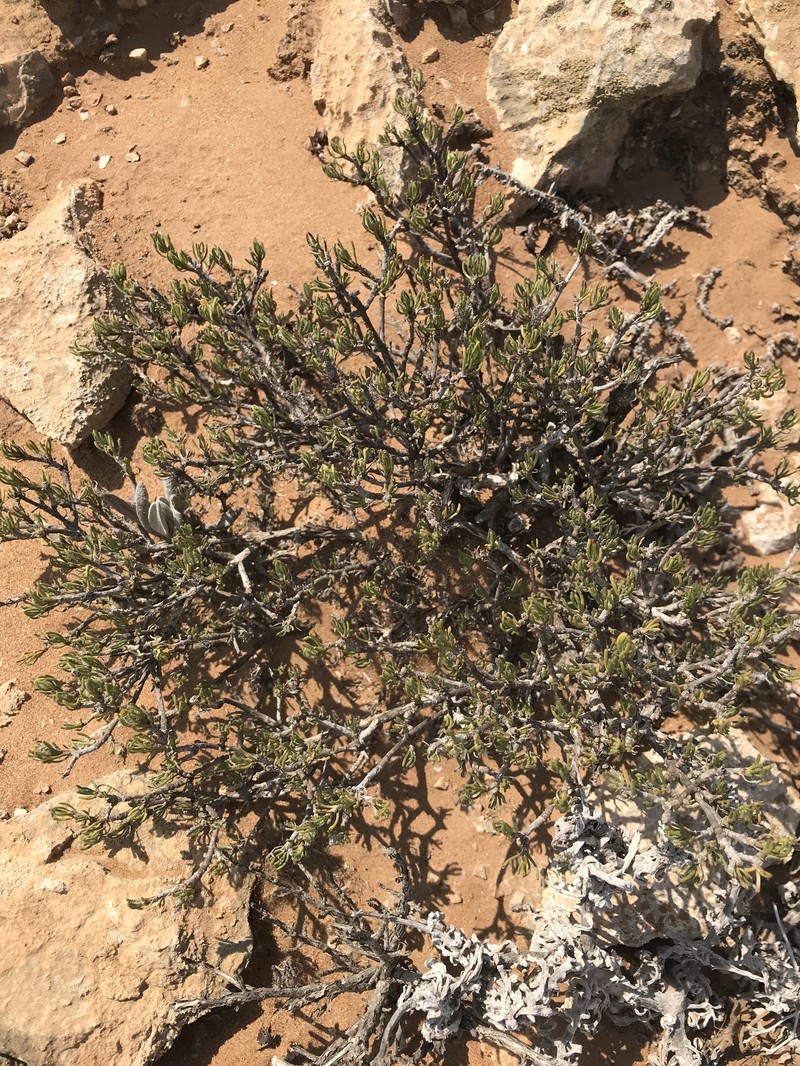 Pteronia anisata photo 8