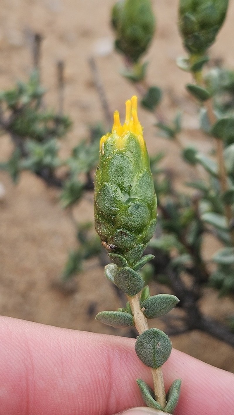 Pteronia armatifolia photo 2