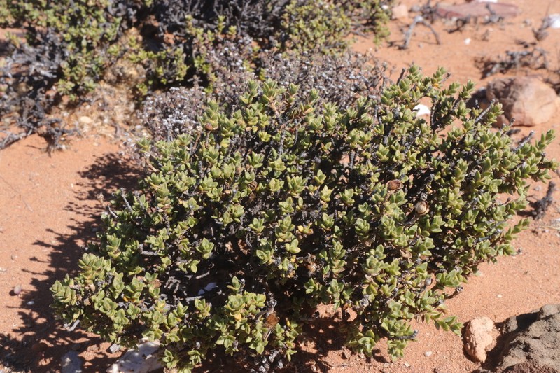 Pteronia armatifolia photo 3