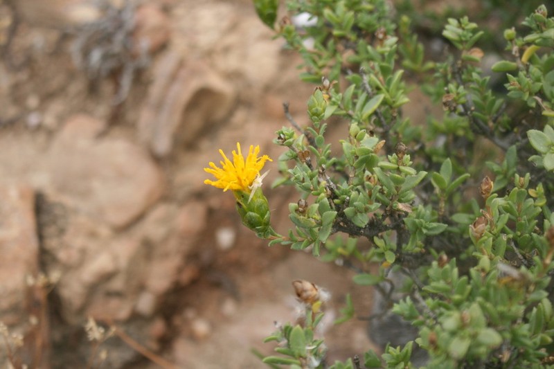 Pteronia armatifolia photo 4
