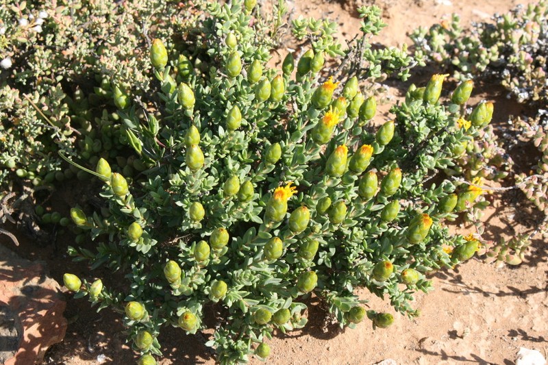 Pteronia armatifolia photo 5