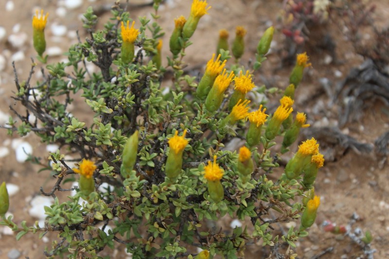 Pteronia armatifolia photo 6
