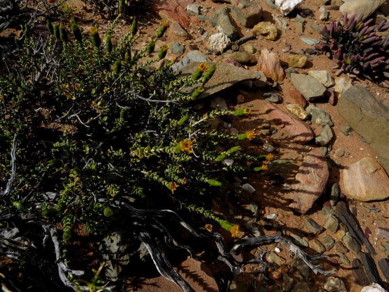 Pteronia armatifolia photo 7