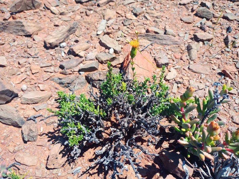 Pteronia armatifolia photo 8