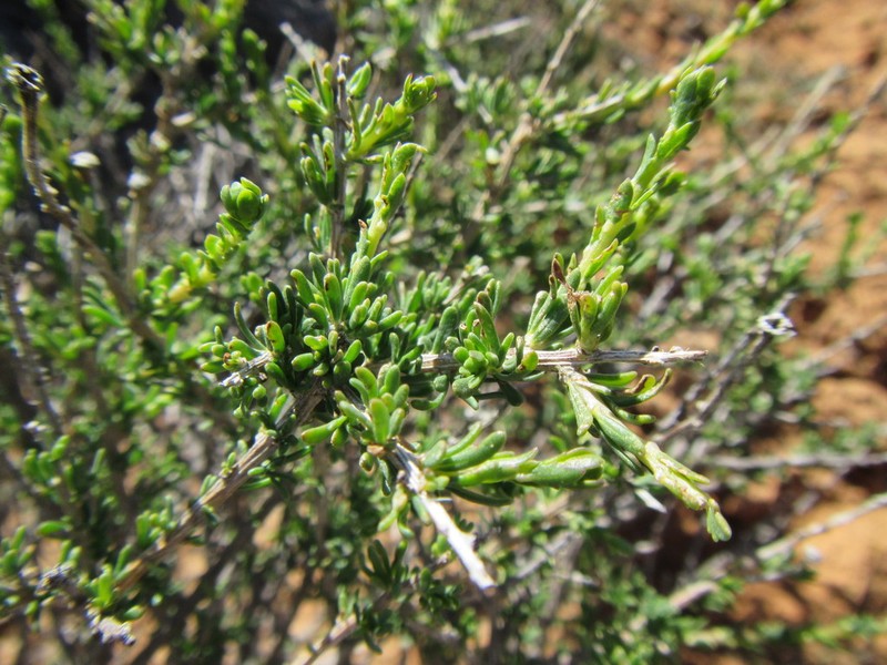 Pteronia aspalatha