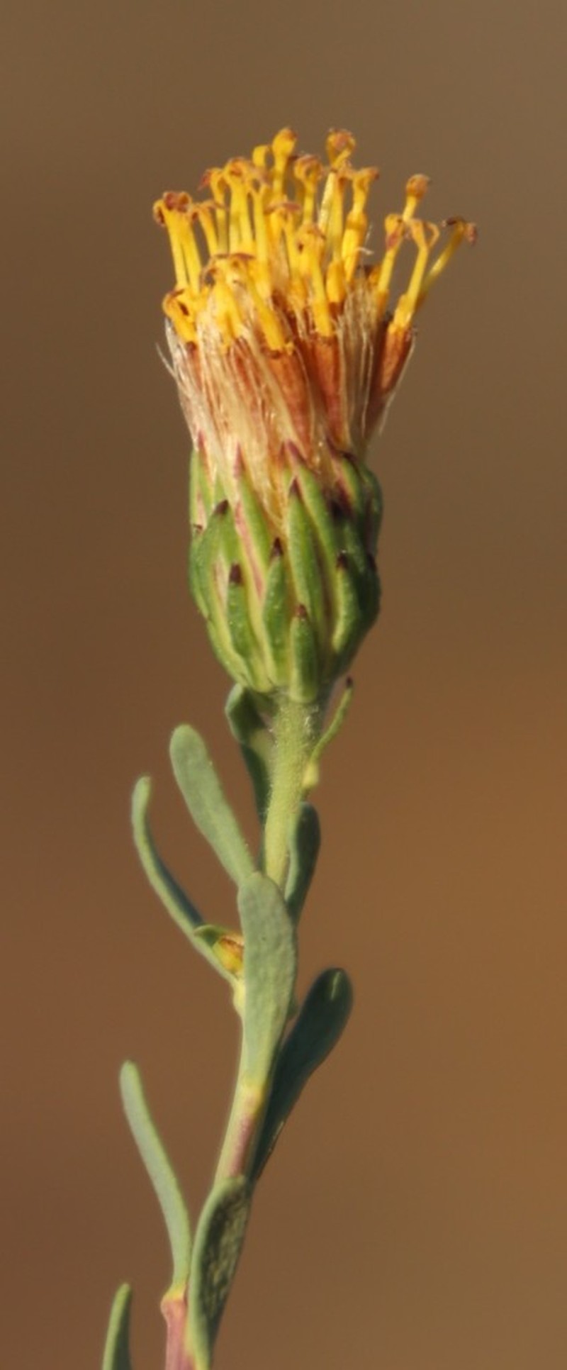 Pteronia aspalatha photo 2