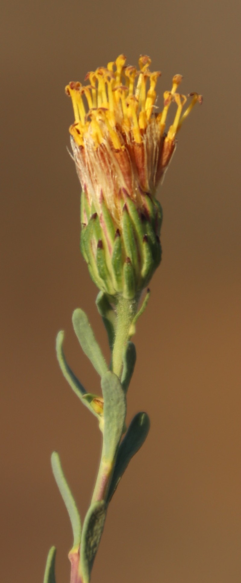 Pteronia aspalatha photo 3