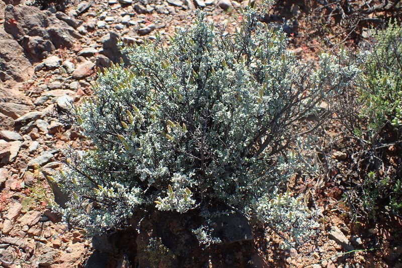 Pteronia bolusii