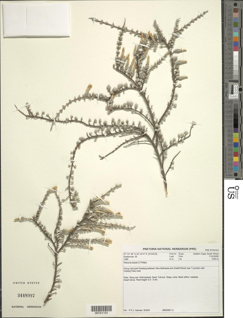 Pteronia bolusii photo 2