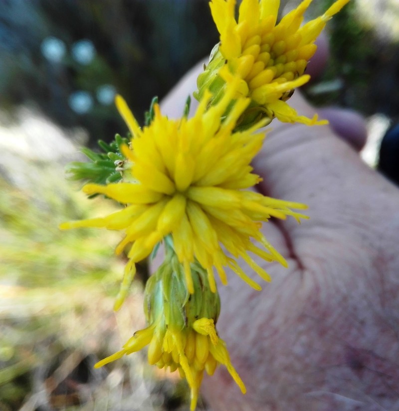 Pteronia camphorata