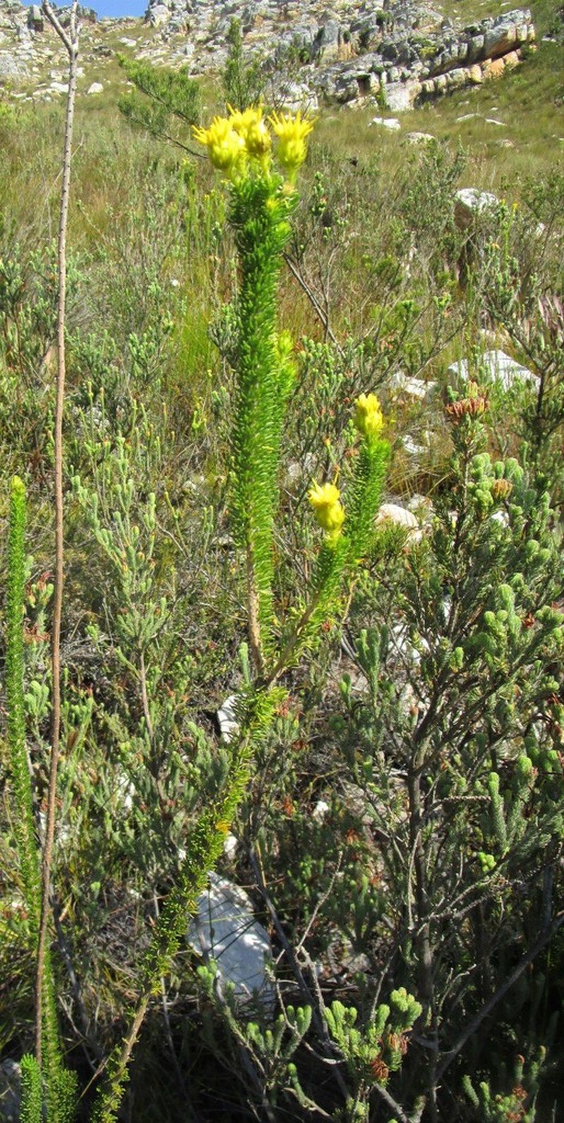 Pteronia camphorata photo 2